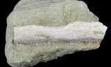 Tiger Shark Tooth + Fossil Bone - Sharktooth Hill, CA #25440-2